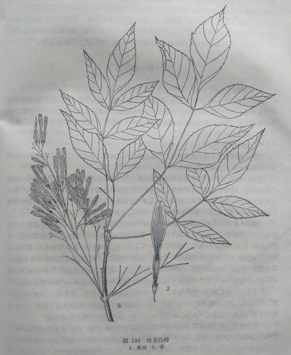 绒毛白蜡.jpg