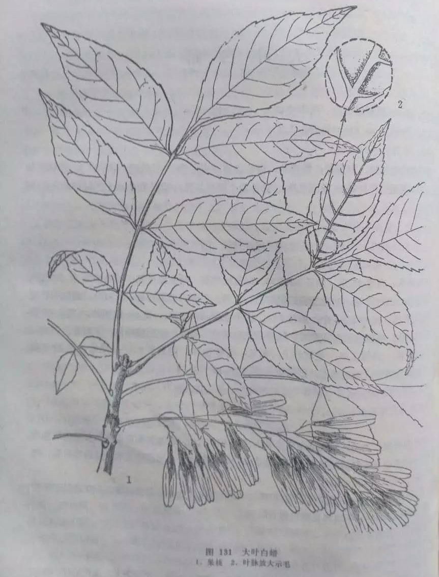 大叶白蜡.jpg