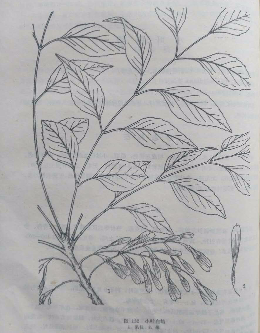 小叶白蜡.jpg